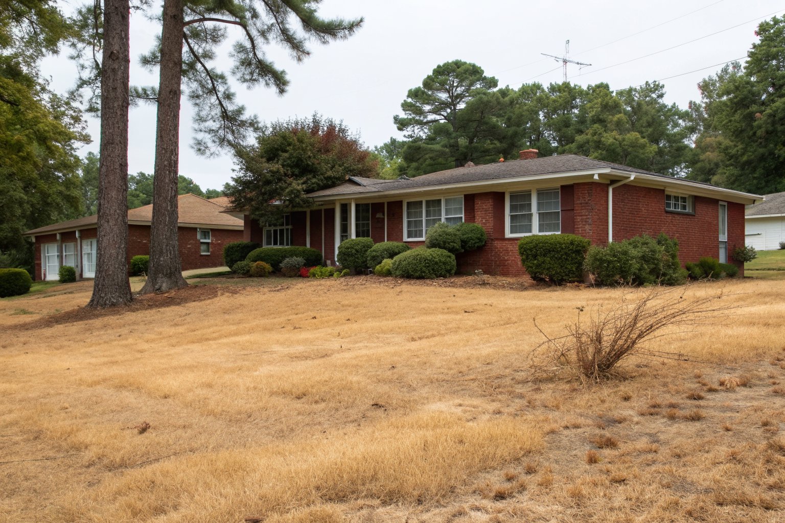 Brown, dry lawn and wilted shrubs in front of a one-story red brick ranch house